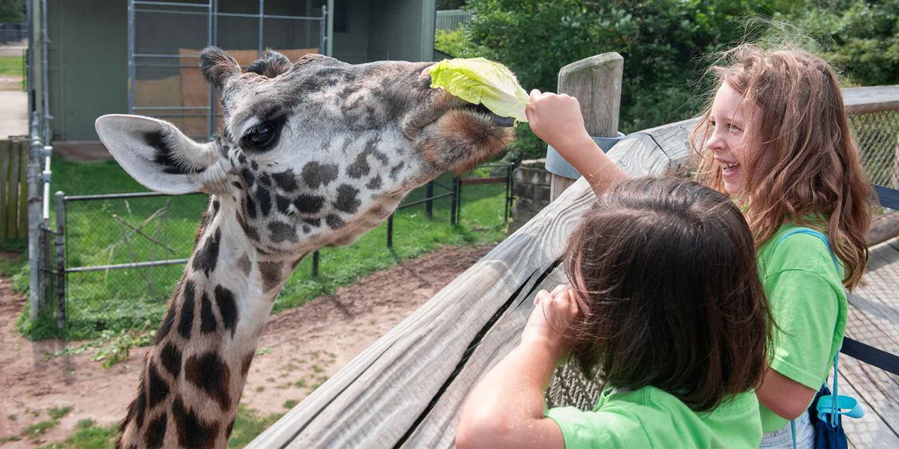 Giraffe Feeding